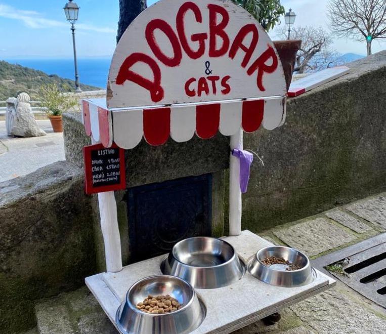 Cani e gatti vanno al bar davanti alla farmacia