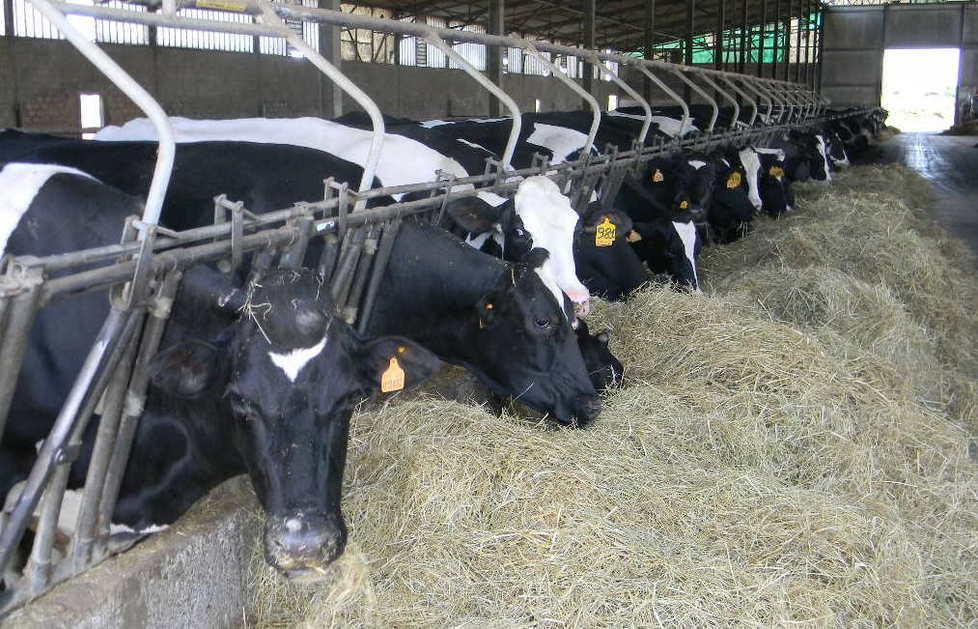 Latte e latticini, prezzi giù Burro e formaggi “tirano” 