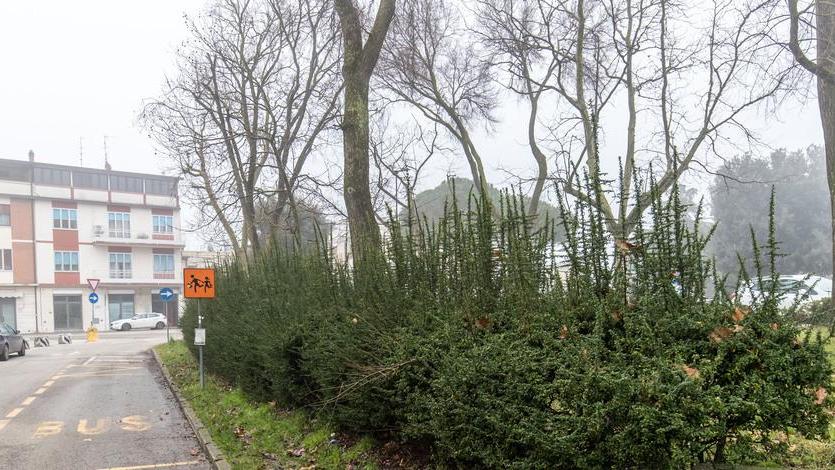 Regole partecipate per la manutenzione del verde pubblico