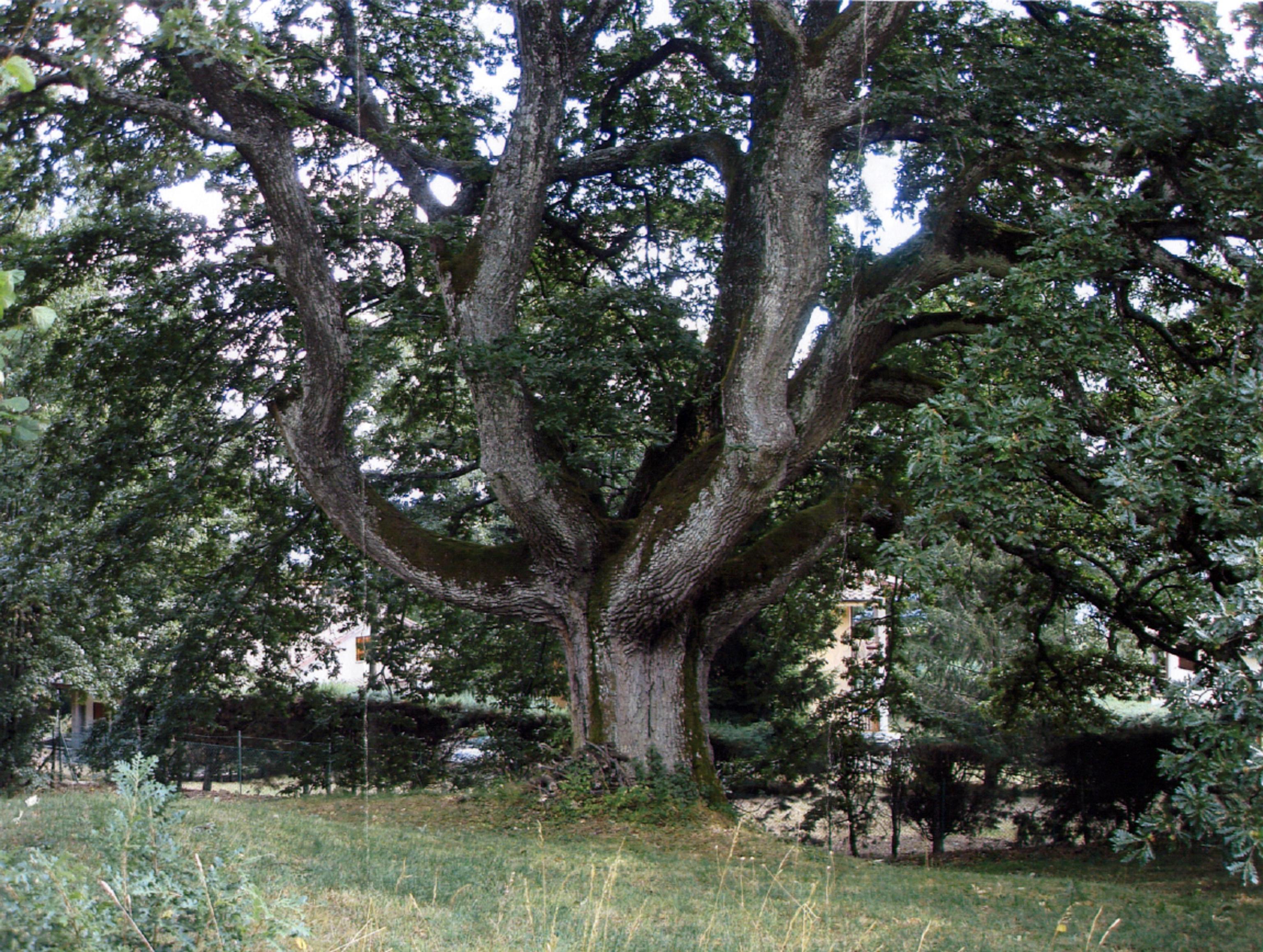 La grande quercia, simbolo del territorio di Capannori