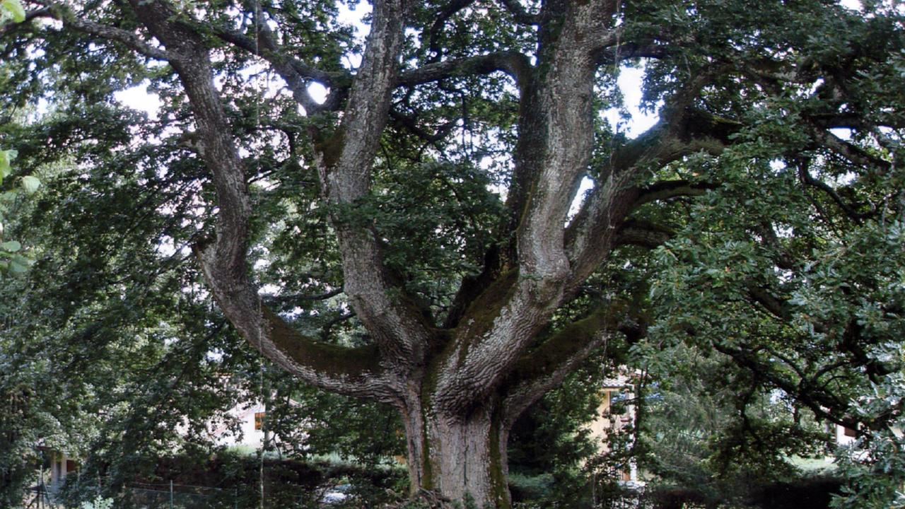 La grande quercia, simbolo del territorio di Capannori