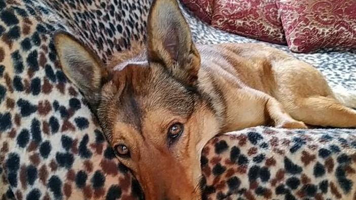 Speedy riconsegnato come un pacco con corredino e peluche