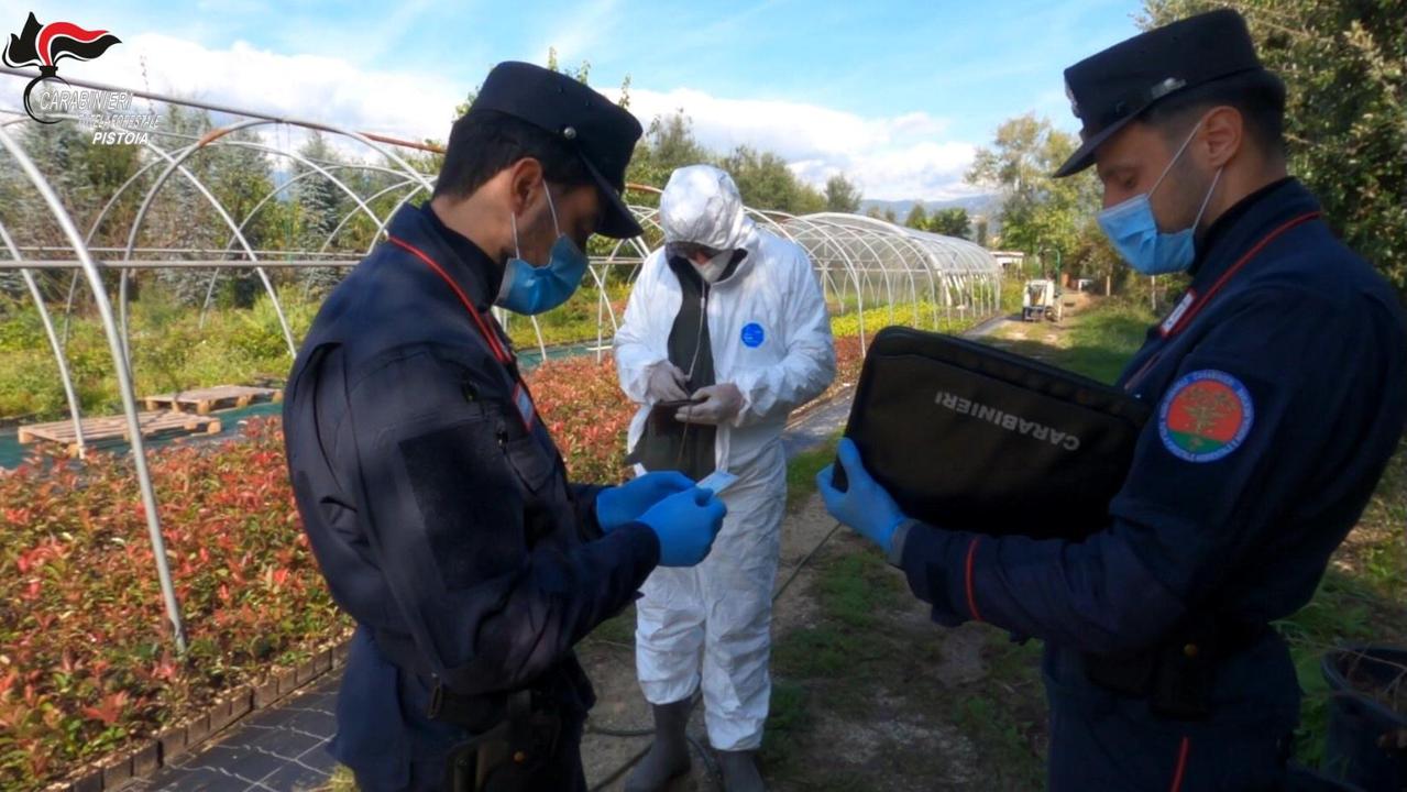 Fitofarmaci illegali in vivai, orti e frutteti: le indagini e le denunce
