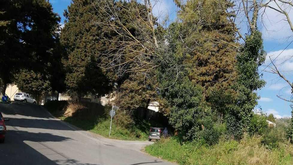 Un albero secco sui cavi della luce