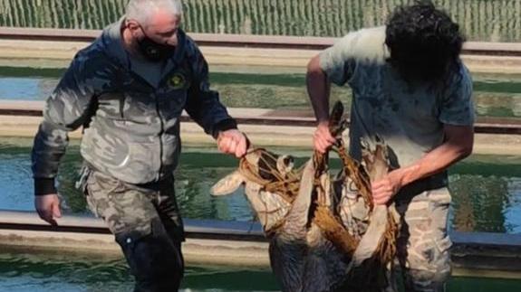 Salvato un capriolo caduto in una vasca