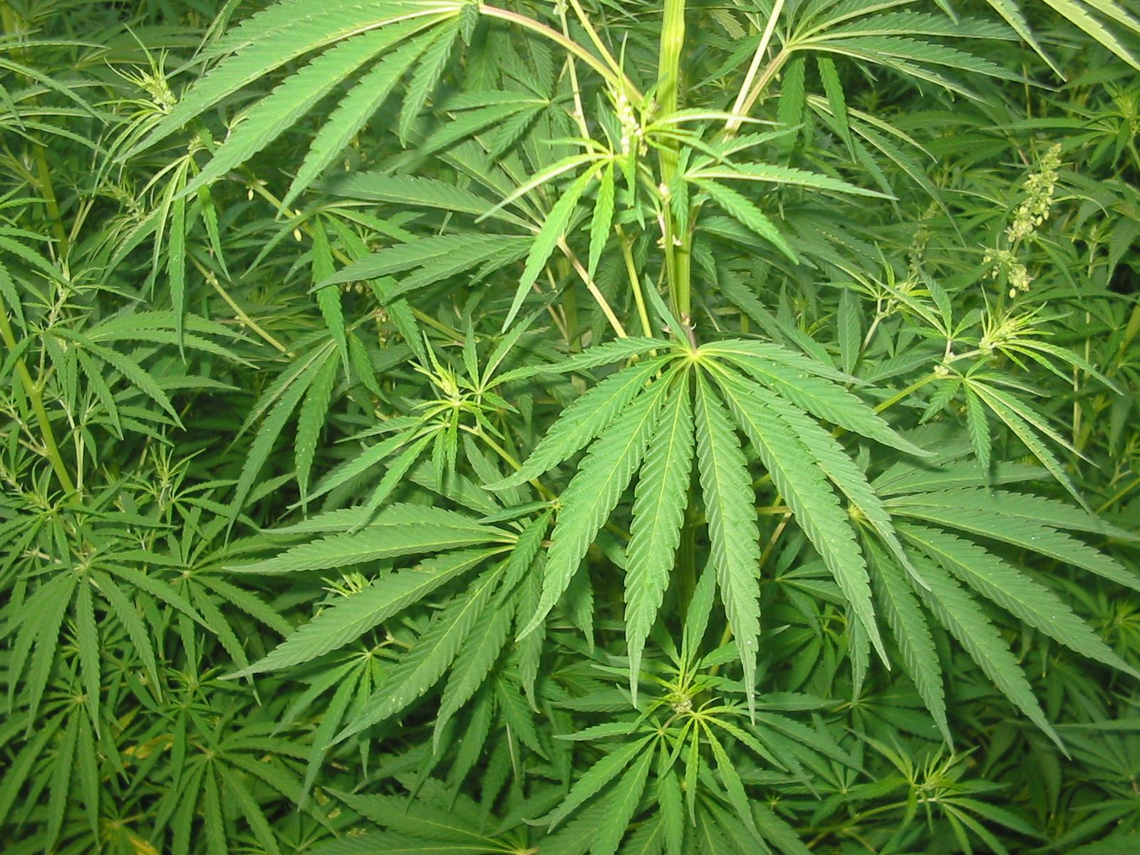 Modena. Cannabis light, venditore assolto: «Non è droga» 