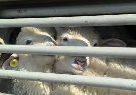 Ferrara, fermato un camion carico di agnelli. Animali senza acqua e  spazio per muoversi 
