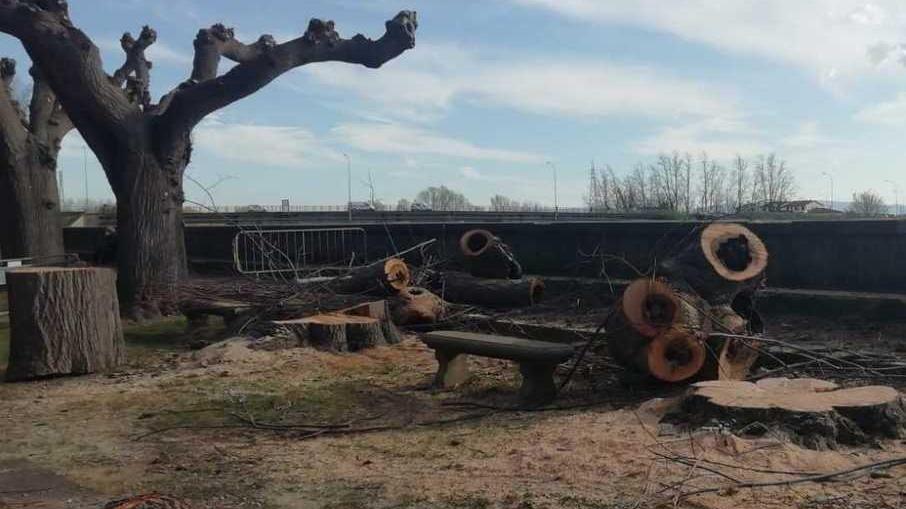Abbattuti 4 tigli a rischio cedimento a Calcinaia