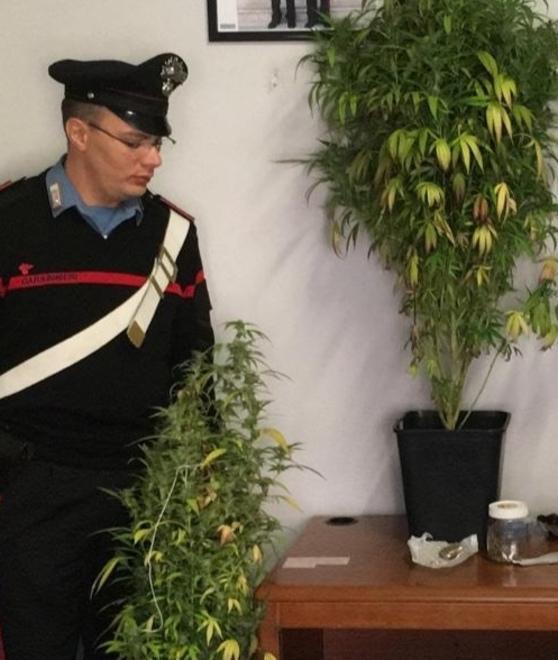 Mini serra di marijuana nascosta nell’armadio