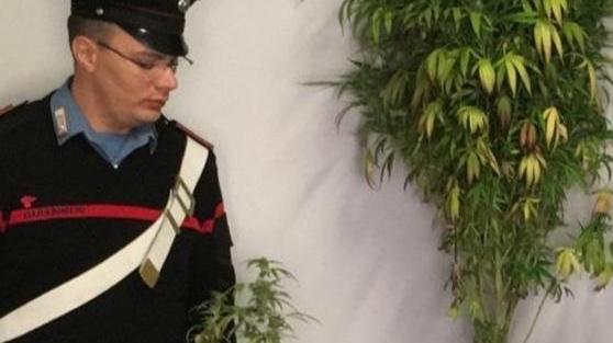 Mini serra di marijuana nascosta nell’armadio