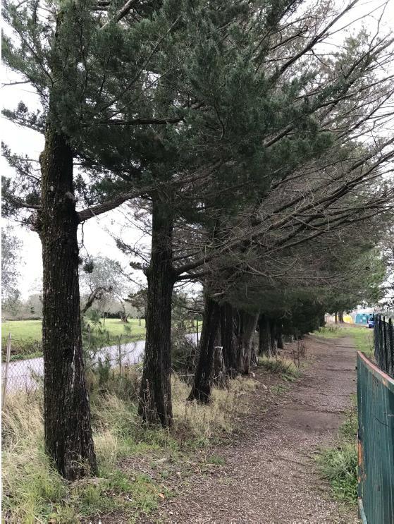 Alcuni degli alberi agli impianti sportivi che verranno abbattuti