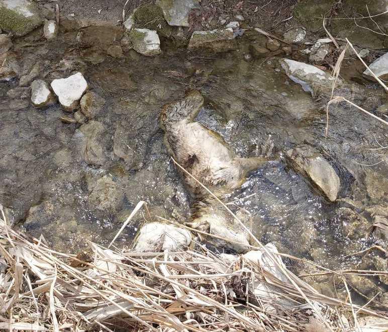 La carcassa dell’animale trovata nel greto del corso d’acqua