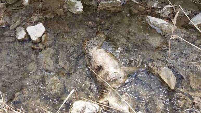 La carcassa dell’animale trovata nel greto del corso d’acqua