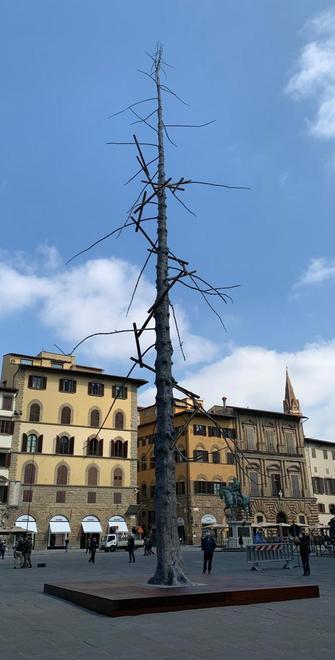 In piazza della Signoria il maxi-abete di Penone