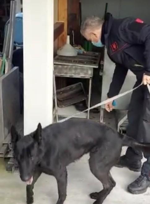 Scoperti i baby pusher di Argenta: vendevano droga ai minori, quattro denunciati 