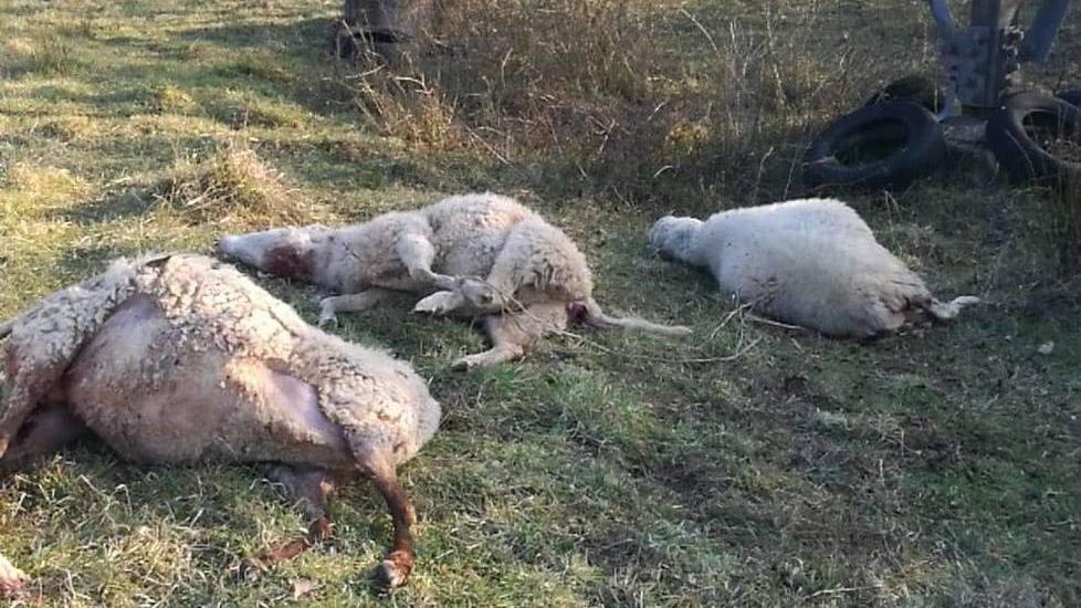 «Lupi ibridi, serve un piano di catture»