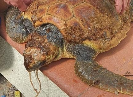 Salvata tartaruga ferita e alla deriva per il nylon di una rete