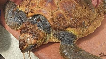 Salvata tartaruga ferita e alla deriva per il nylon di una rete