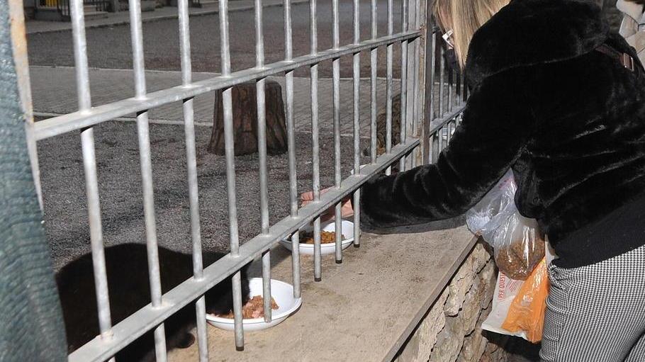 Per i gatti sfrattati dalla parrocchia presto nuova casa nella colonia felina