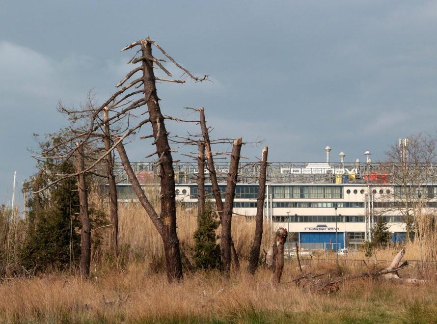 Le Pinete, il “cuore verde” della città che sta morendo 