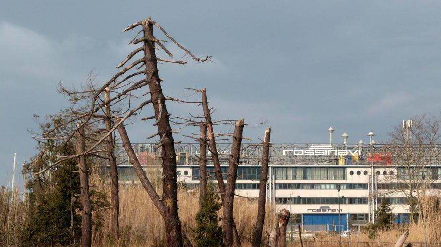 Le Pinete, il “cuore verde” della città che sta morendo