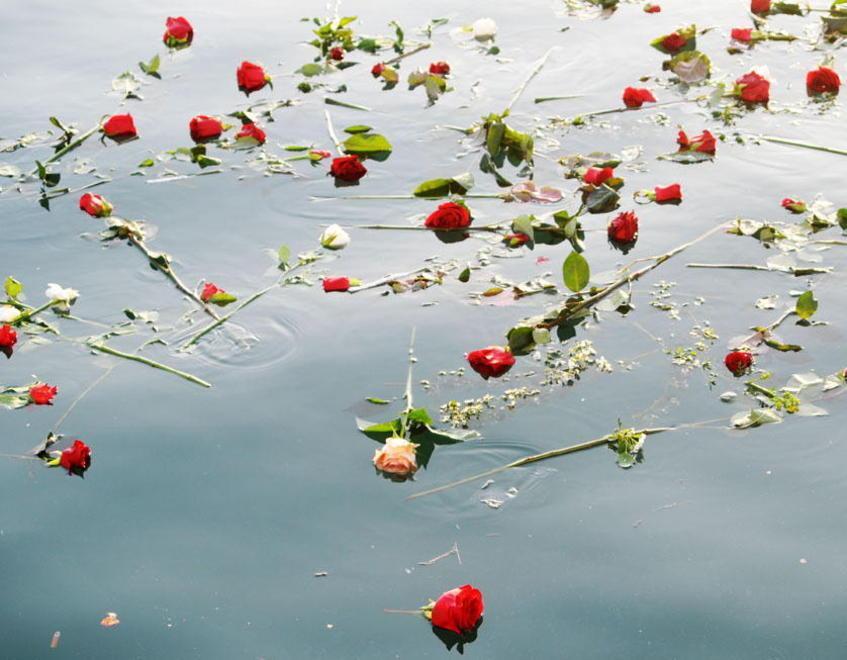 Quelle rose per la strage del Moby Ecco la foto in regalo domani 