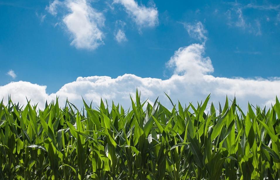 Concimi, prezzi alle stelle Agricoltori preoccupati 