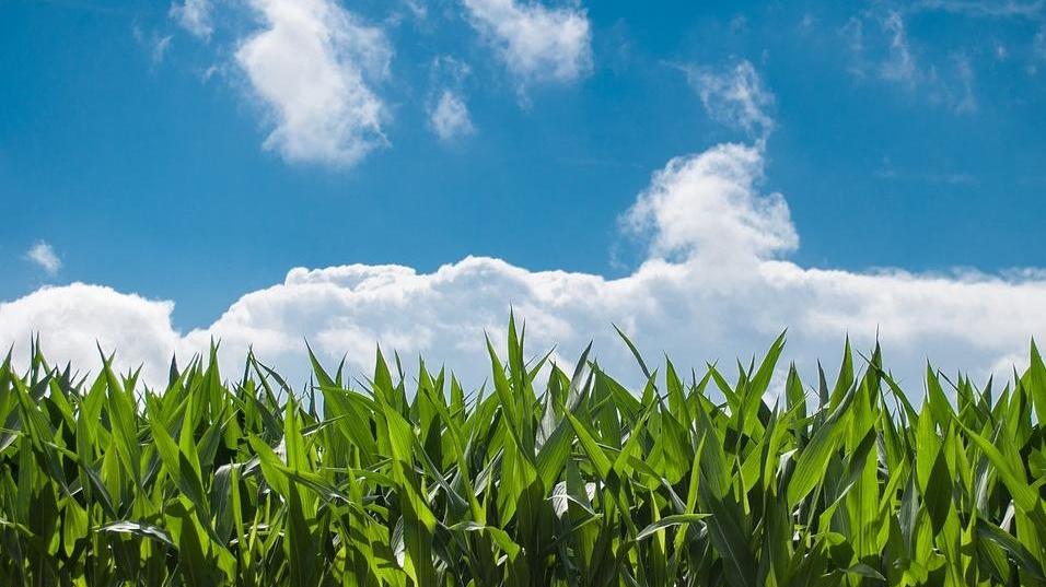 Concimi, prezzi alle stelle Agricoltori preoccupati