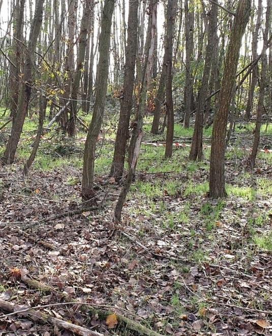 Bio-Bimat non si arrende Ricorso sul bosco del biometano 