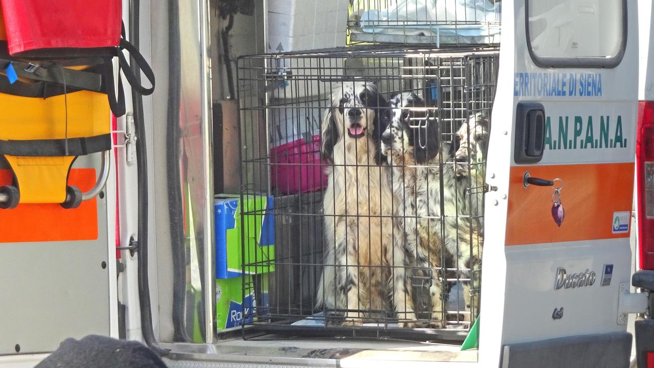 I cani caricati sui mezzi che li trasferiranno nel Lazio (Foto Gori)