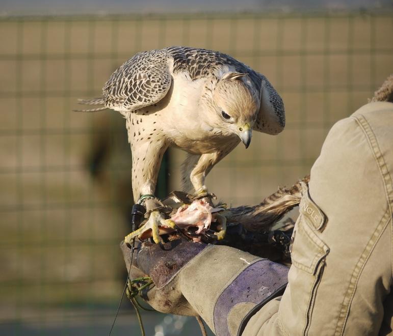Nasce (pensando a Dante) il Gruppo falconieri 