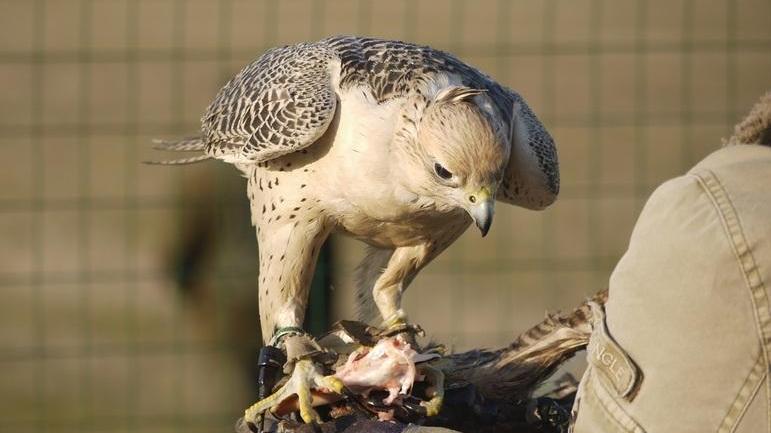 Nasce (pensando a Dante) il Gruppo falconieri