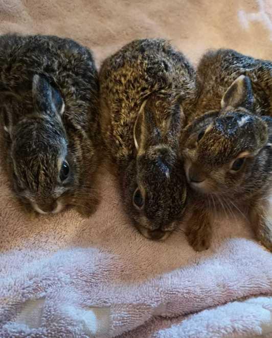 Tanti leprotti portati al Rifugio «A volte meglio non toccarli» 
