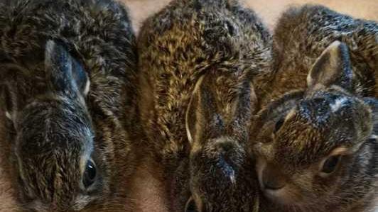 Tanti leprotti portati al Rifugio «A volte meglio non toccarli»