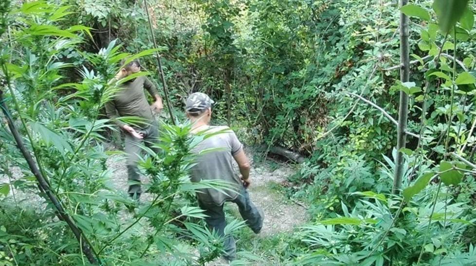 Doppia condanna per la piantagione di “maria” 
