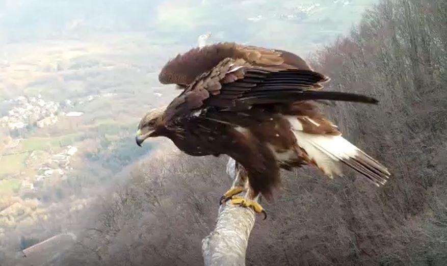 L'aquila reale ripre dalla fototrappola su un posatoio a Ligonchio