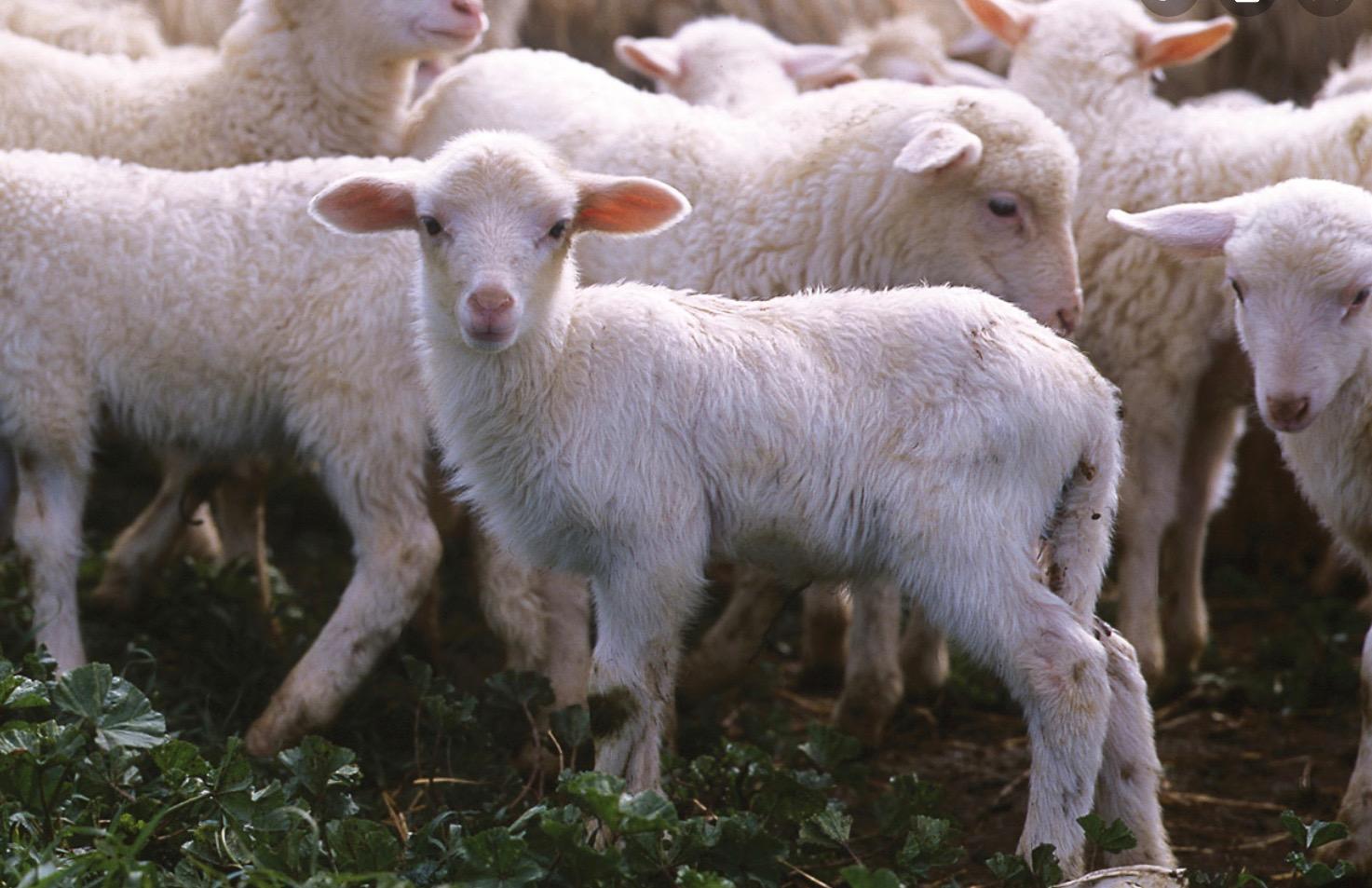 Macellava agnellini nel seminterrato di casa: denunciato a Pirri