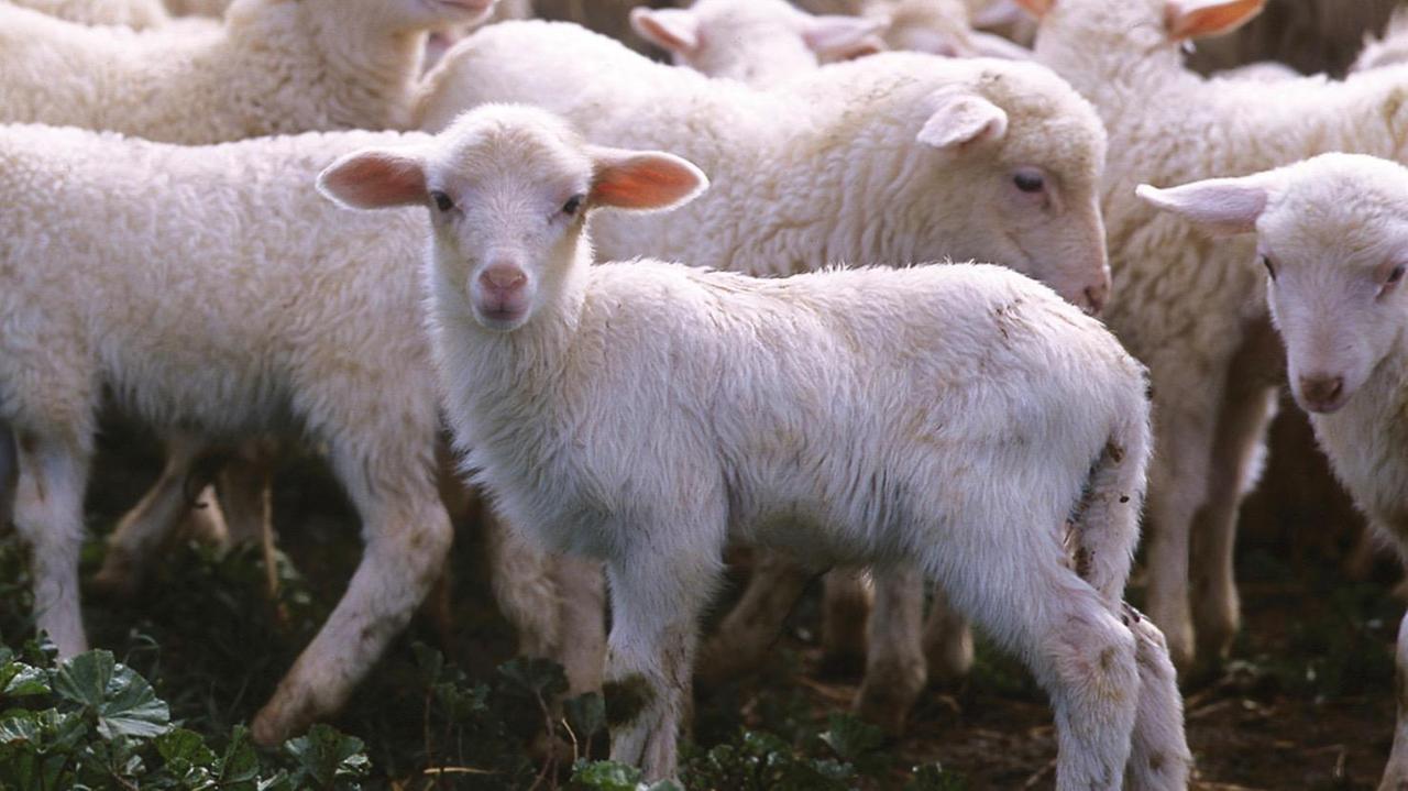 Macellava agnellini nel seminterrato di casa: denunciato a Pirri