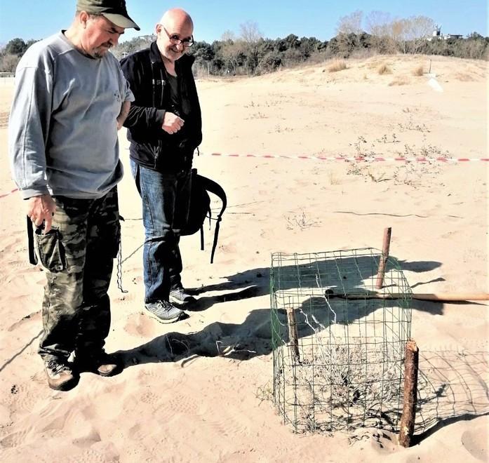 Il Fratino è tornato a nidificare I volontari al lavoro in spiaggia 