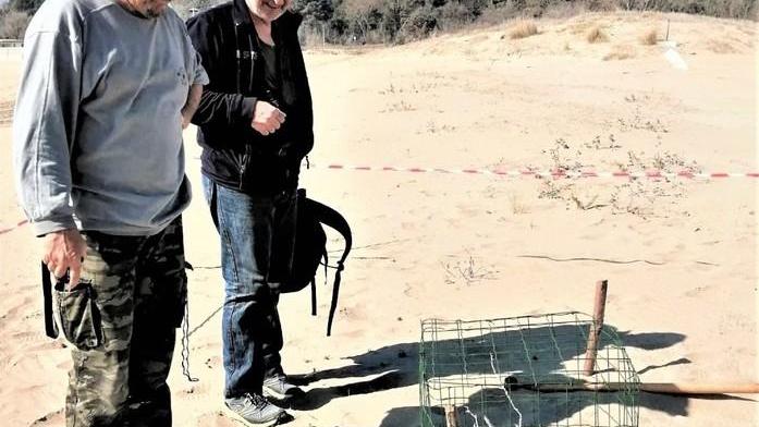 Il Fratino è tornato a nidificare I volontari al lavoro in spiaggia