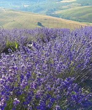 Accanto alla lavanda 14.000 piante di salvia 