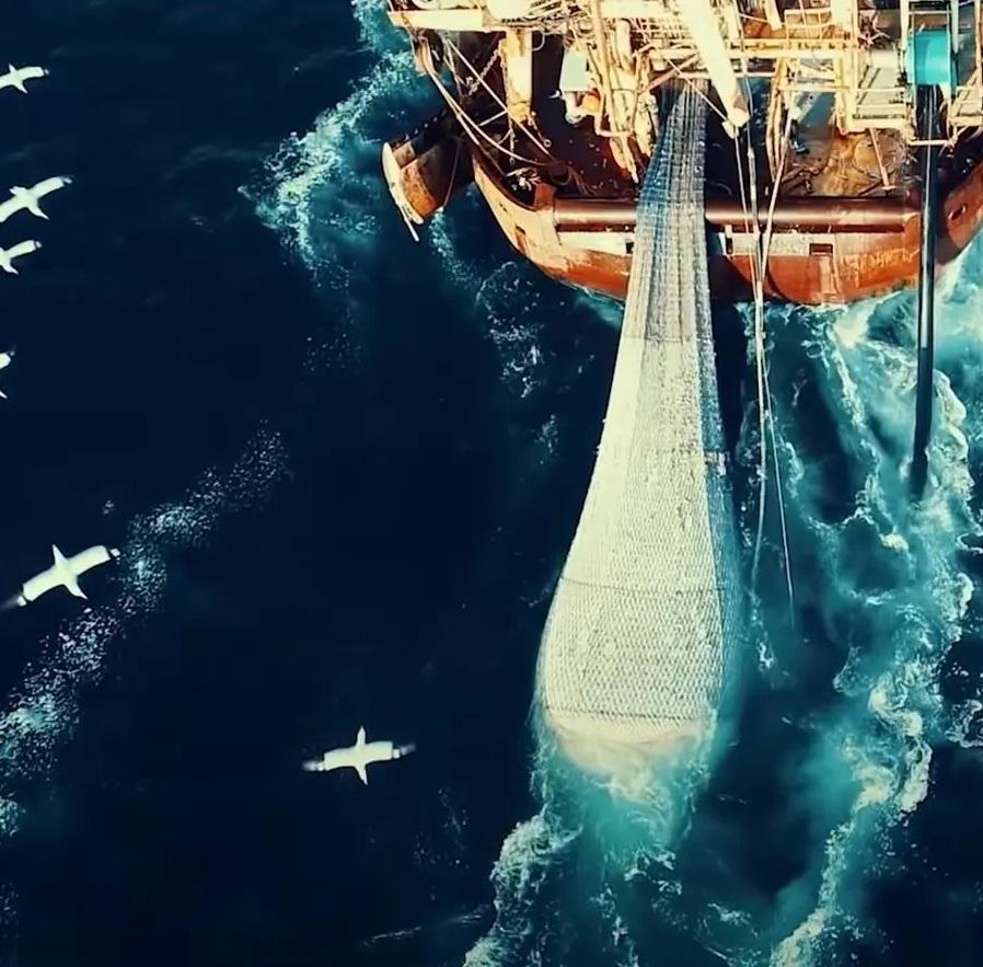 Il boom di “Seaspiracy” un’inchiesta choc sulla pesca intensiva 