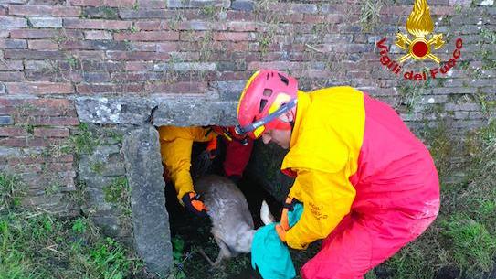 Capriolo finisce in un fosso sotto le mura, salvato dai vigili del fuoco