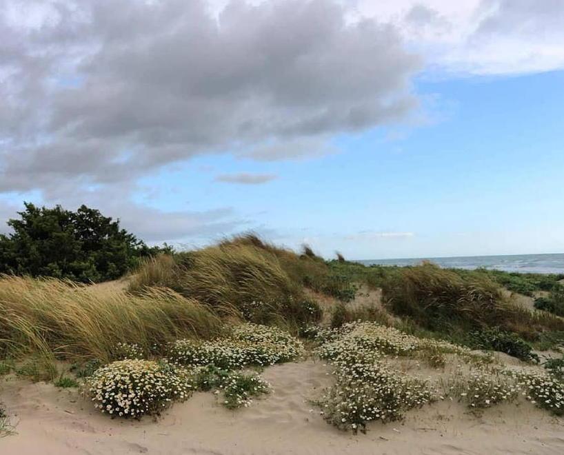La Lecciona vista dall’ecologo Strata: «Qui foresta planiziale e mare si toccano» 