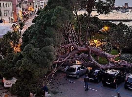 Un grande cedro del Libano al posto del pino simbolo caduto in piazza della Vittoria