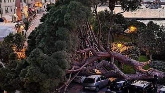 Un grande cedro del Libano al posto del pino simbolo caduto in piazza della Vittoria