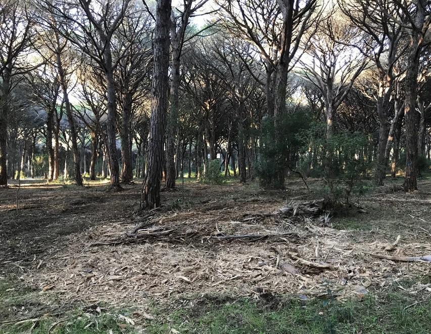 Approvato il Piano antincendi per le pinete del litorale 