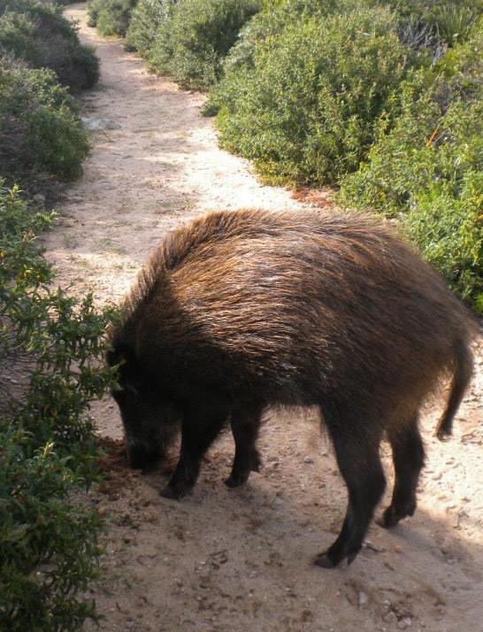 La favola di Cingo un cinghialetto davvero speciale