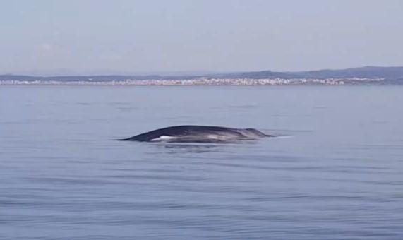 Una balenottera nuota tra le barche dei pescatori a Punta Giglio