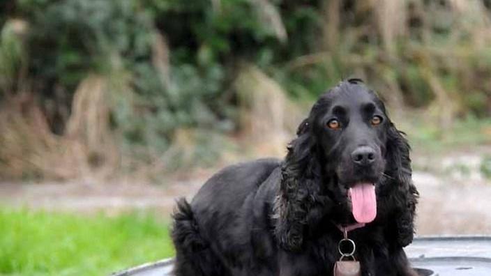 Addio Maia, la prima (e unica) cocker diventata vigile del fuoco